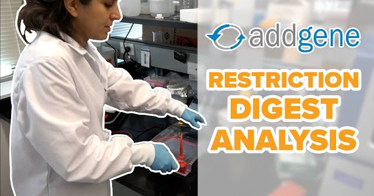 Restriction Digest Analysis