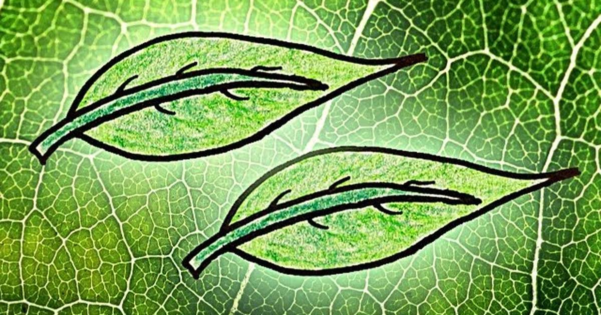 Why Chlorophyll Makes Leaves Green