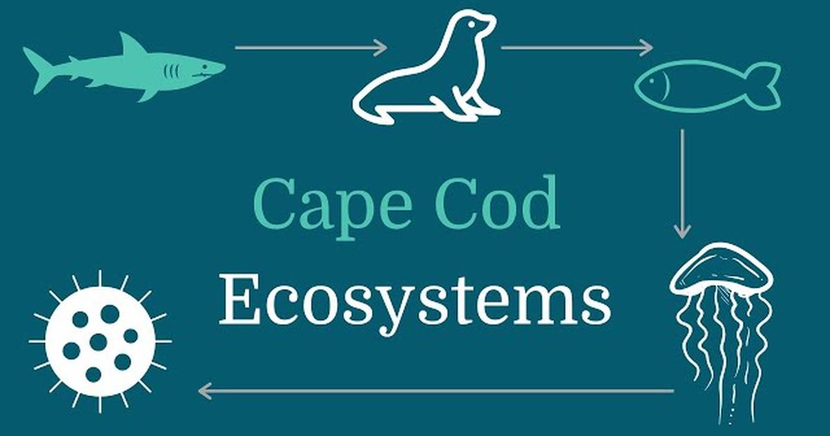 Cape Cod Ecosystems