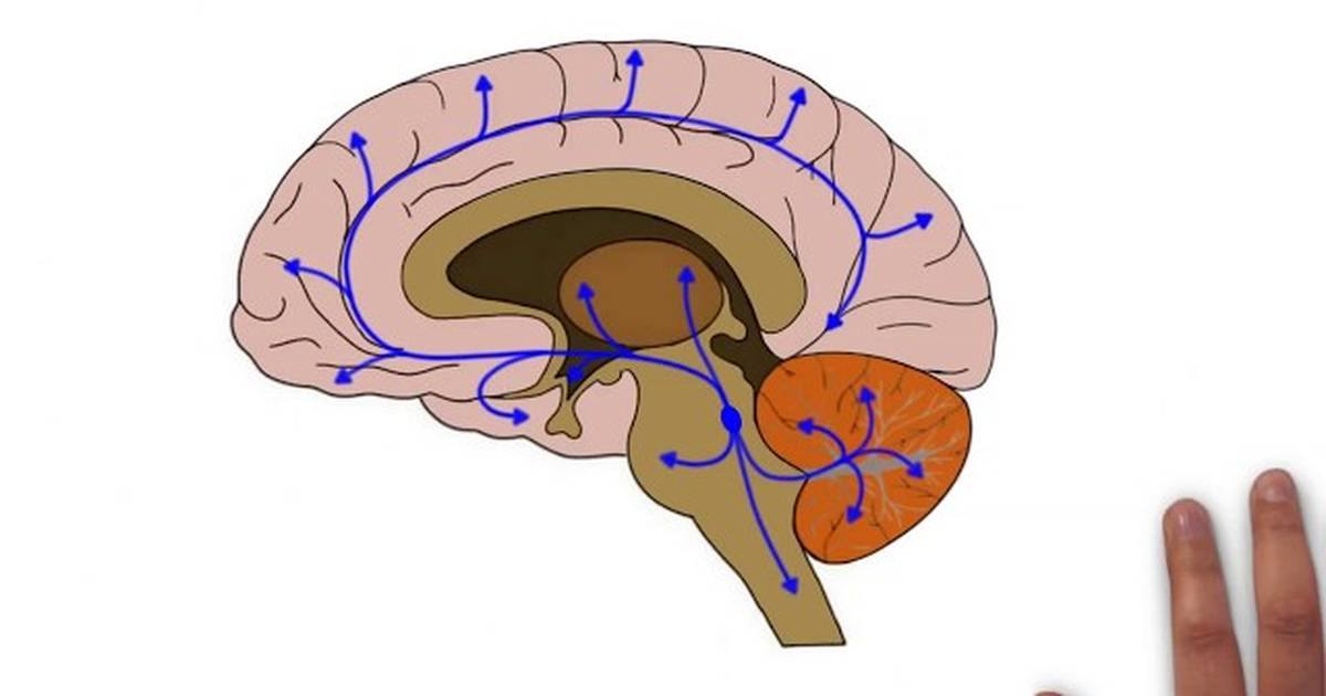 2-Minute Neuroscience: Norepinephrine