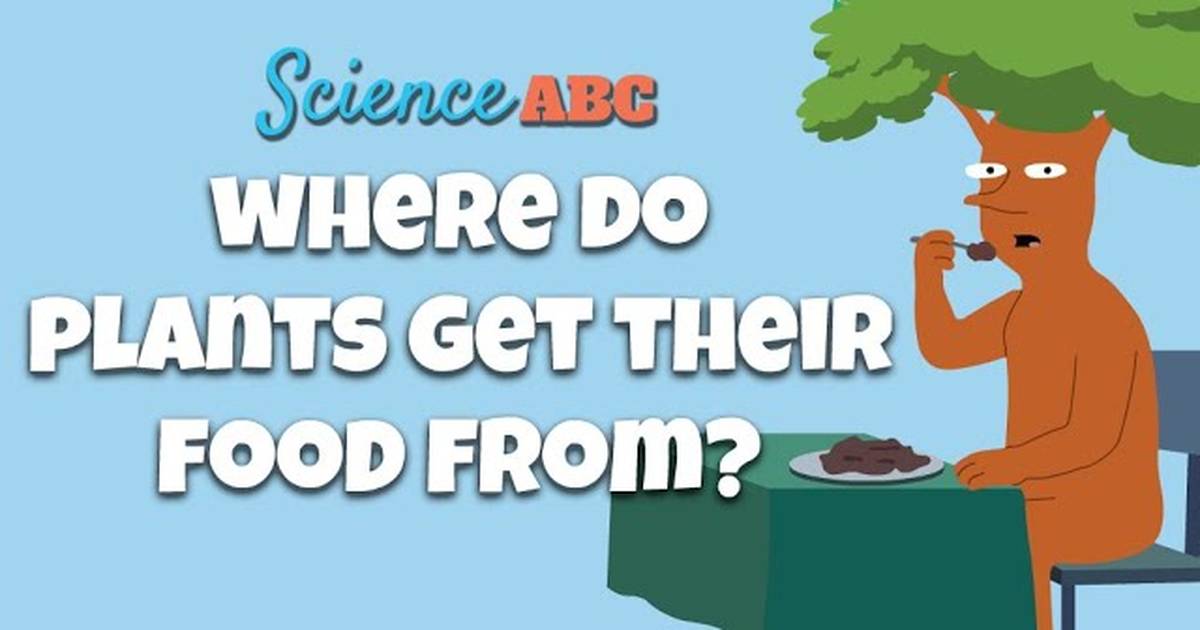 Photosynthesis: The Biochemistry Behind How Plants Make Their Food