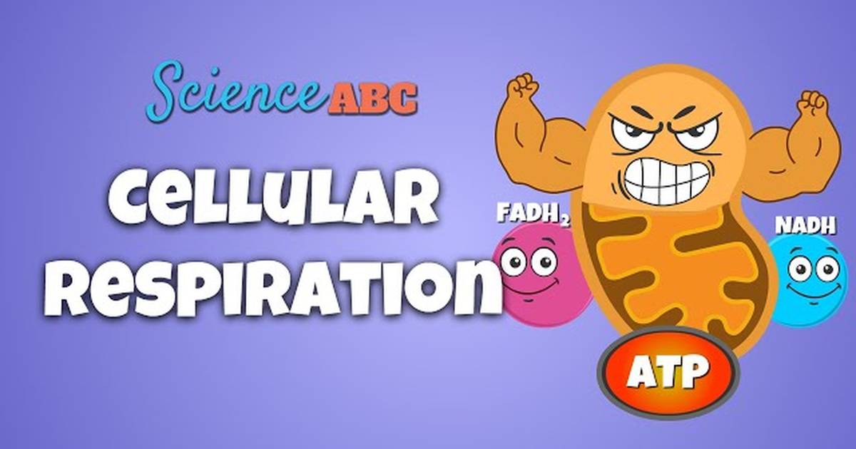 Cellular Respiration: How Do Cells Get Energy?