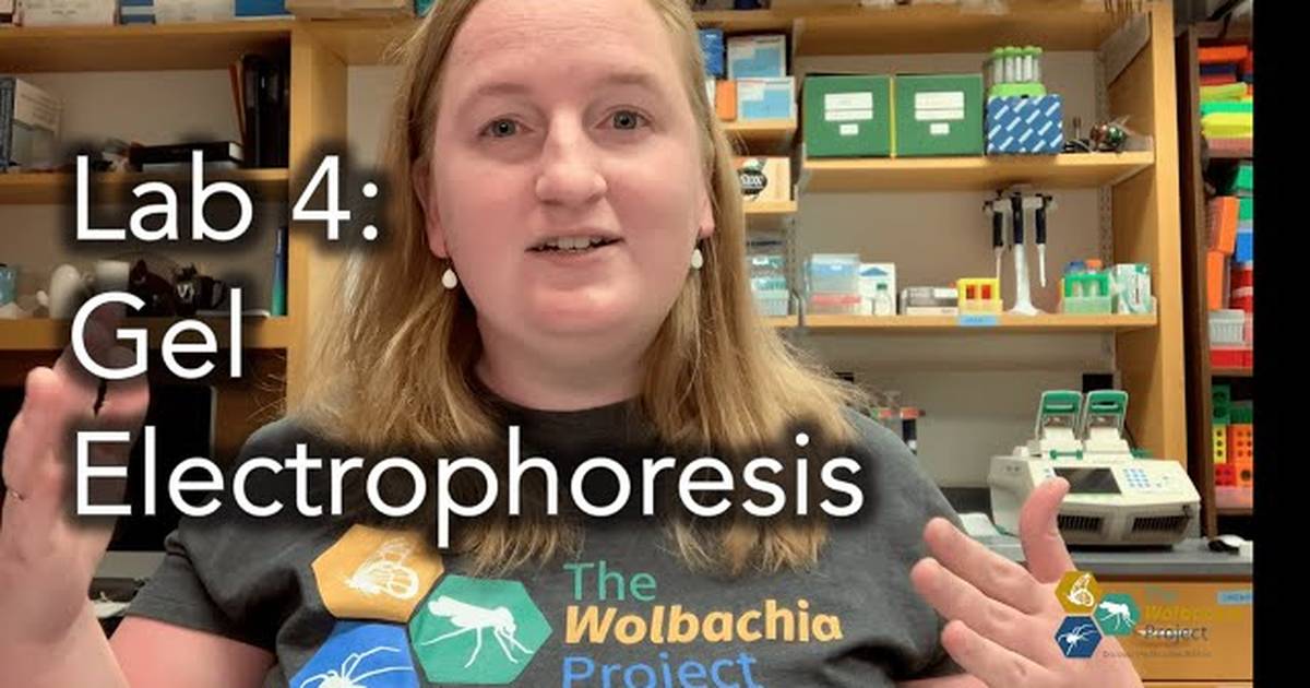 Gel Electrophoresis