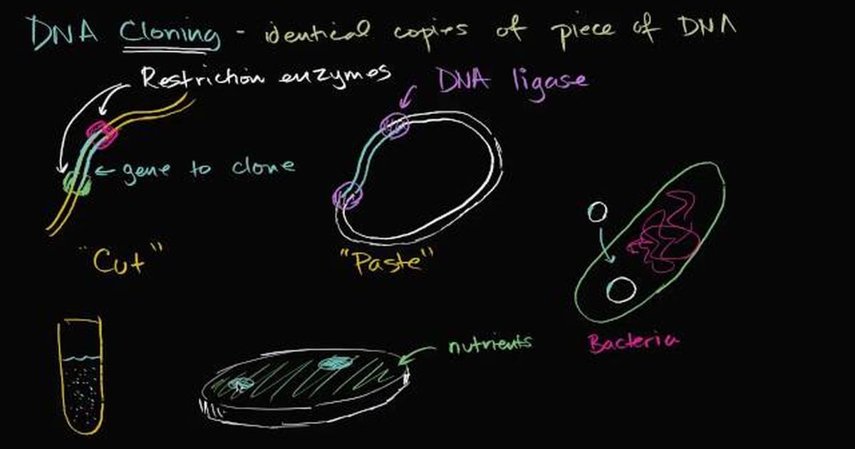 Clonagem de DNA e DNA Recombinante