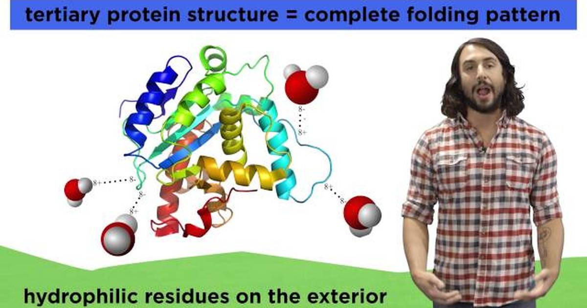 Protein Structure