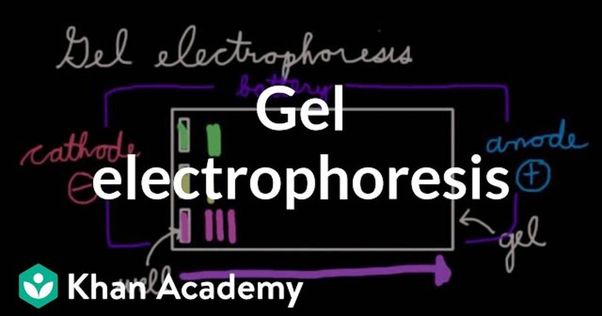 Gel Electrophoresis