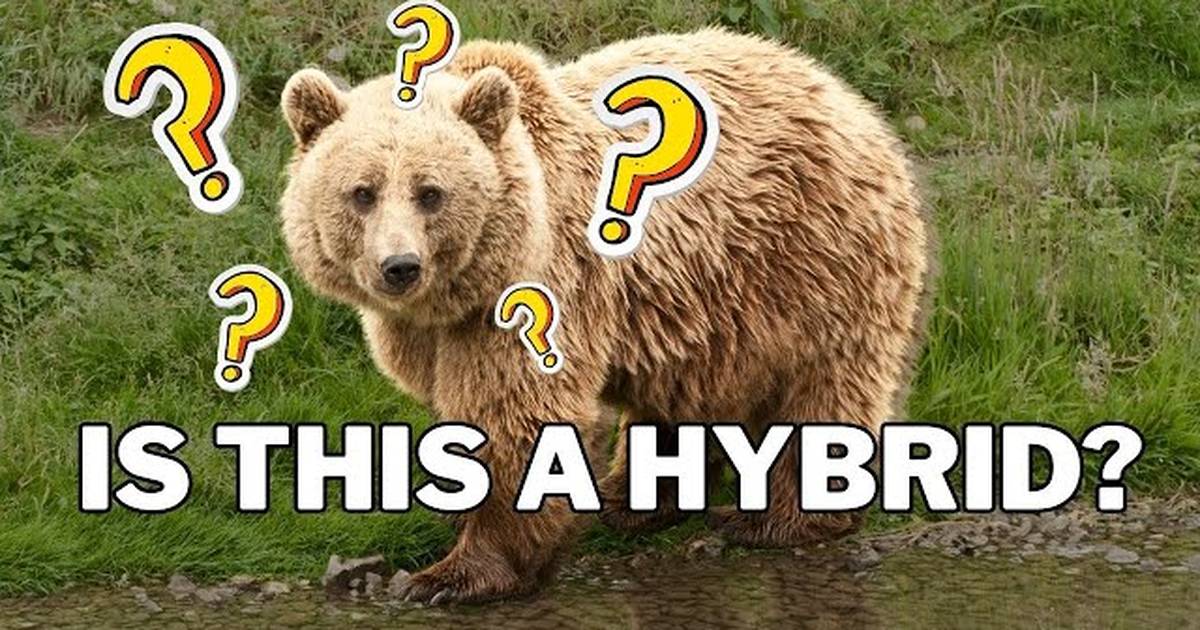 Are Hybrids Rare? A Biologist Explains