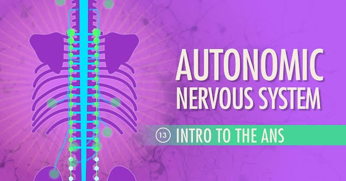 The Autonomic Nervous System
