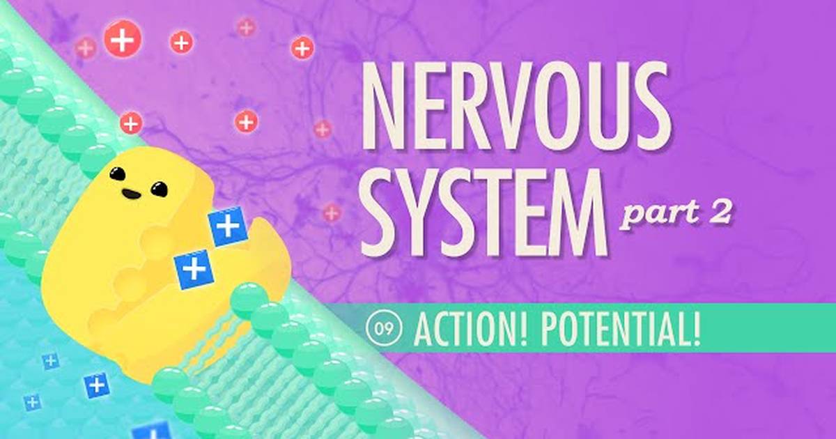 The Nervous System - Action! Potential!
