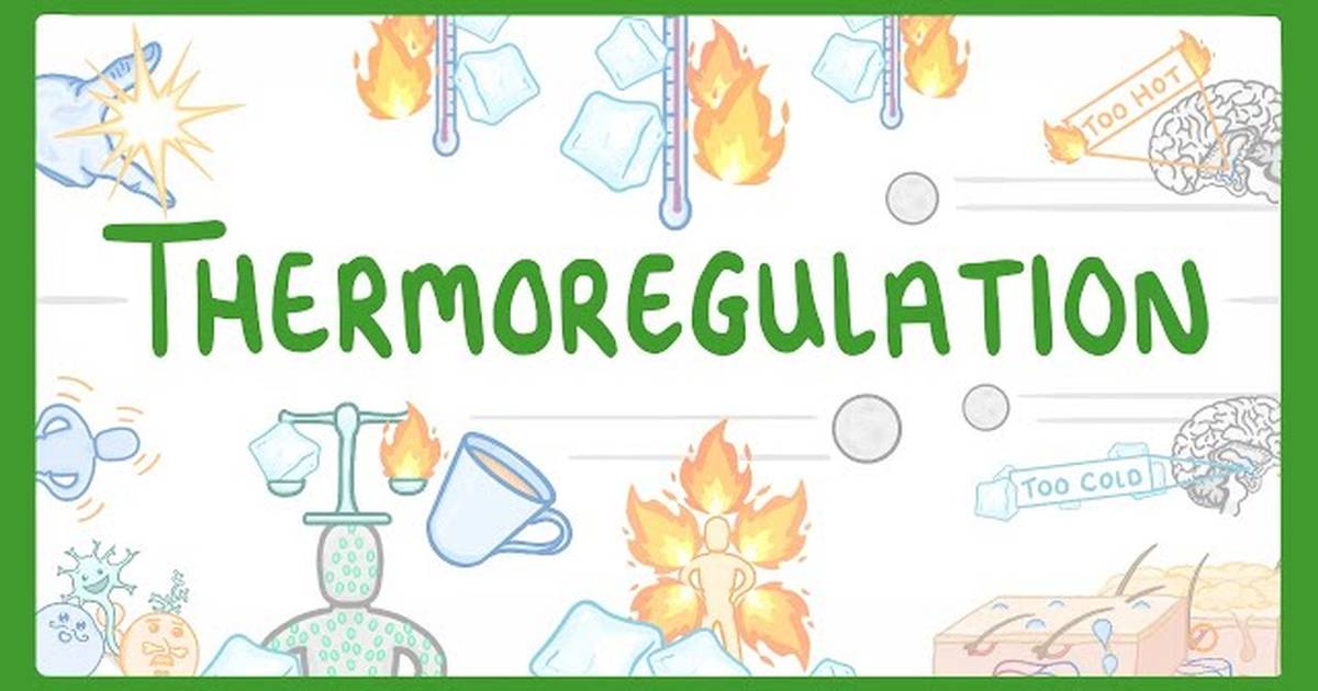How We Control Our Body Temperature