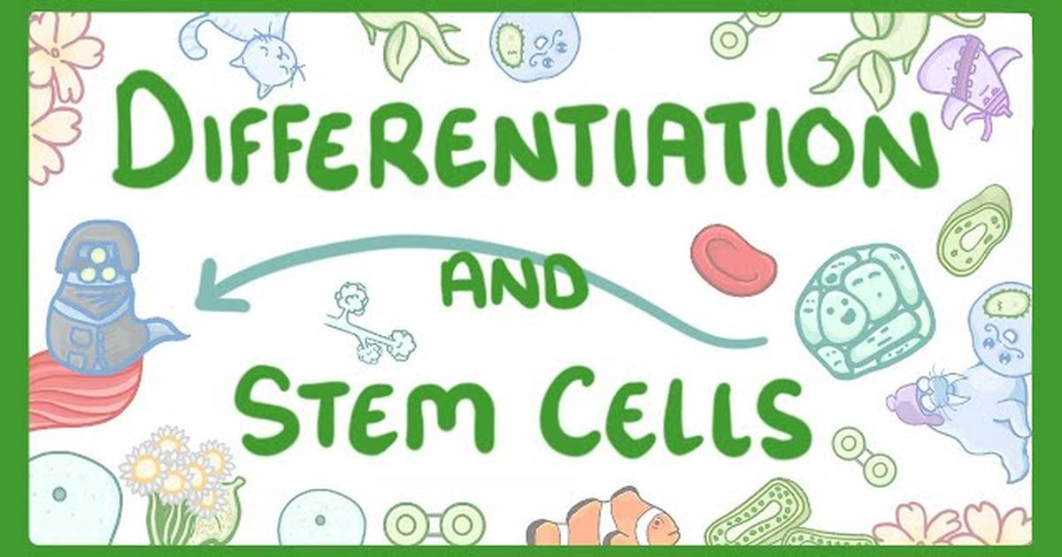 Differentiation and Specialised Cells