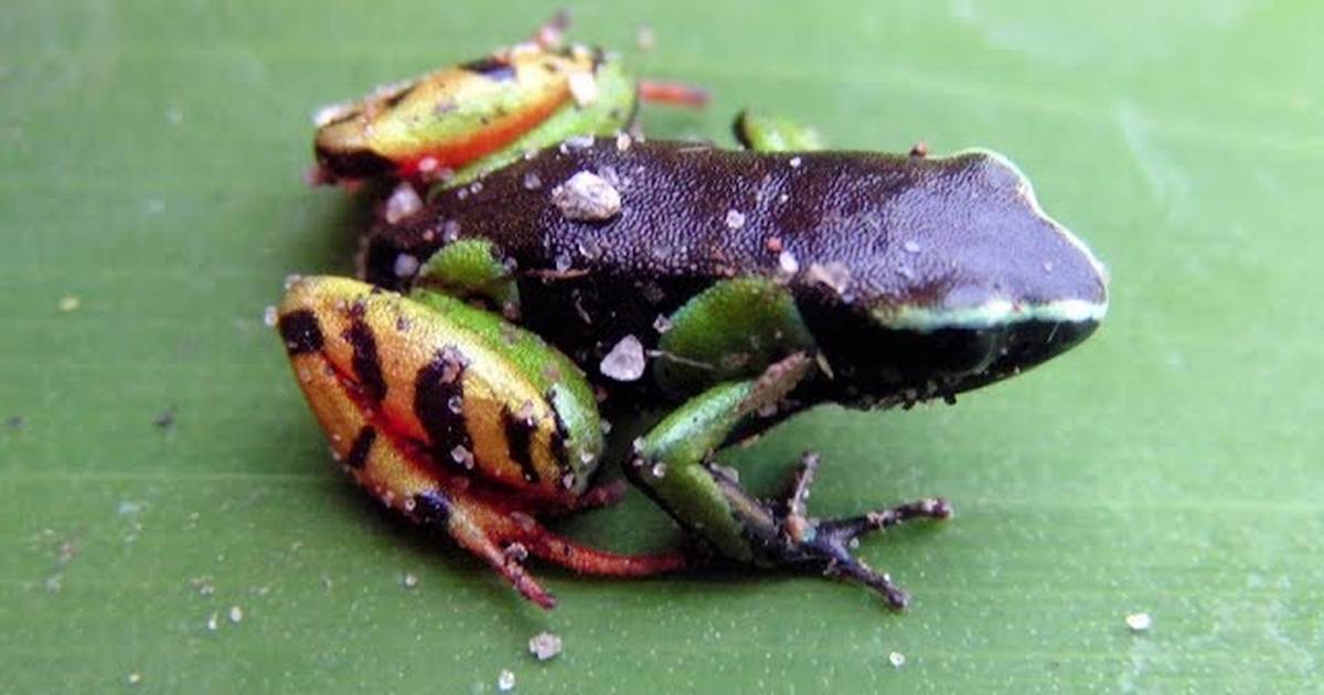 Biodiversity Hotspot Case Study: Madagascar