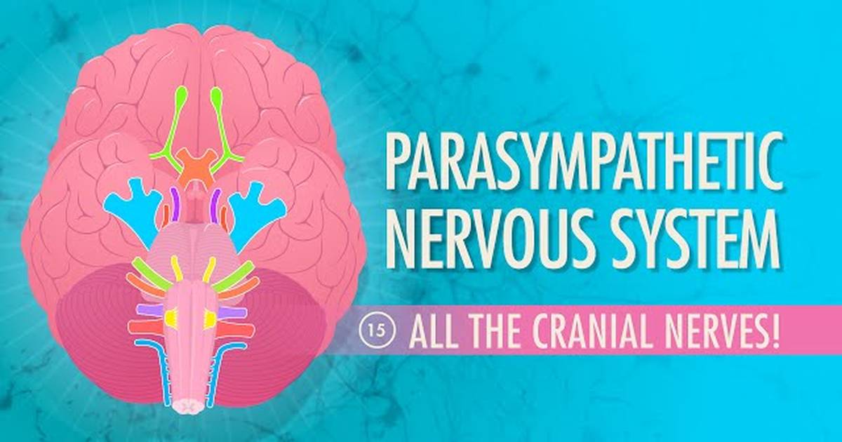 The Parasympathetic Nervous System