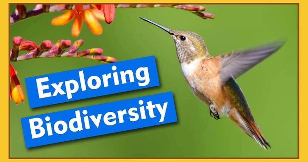 Exploring Biodiversity | Compilation