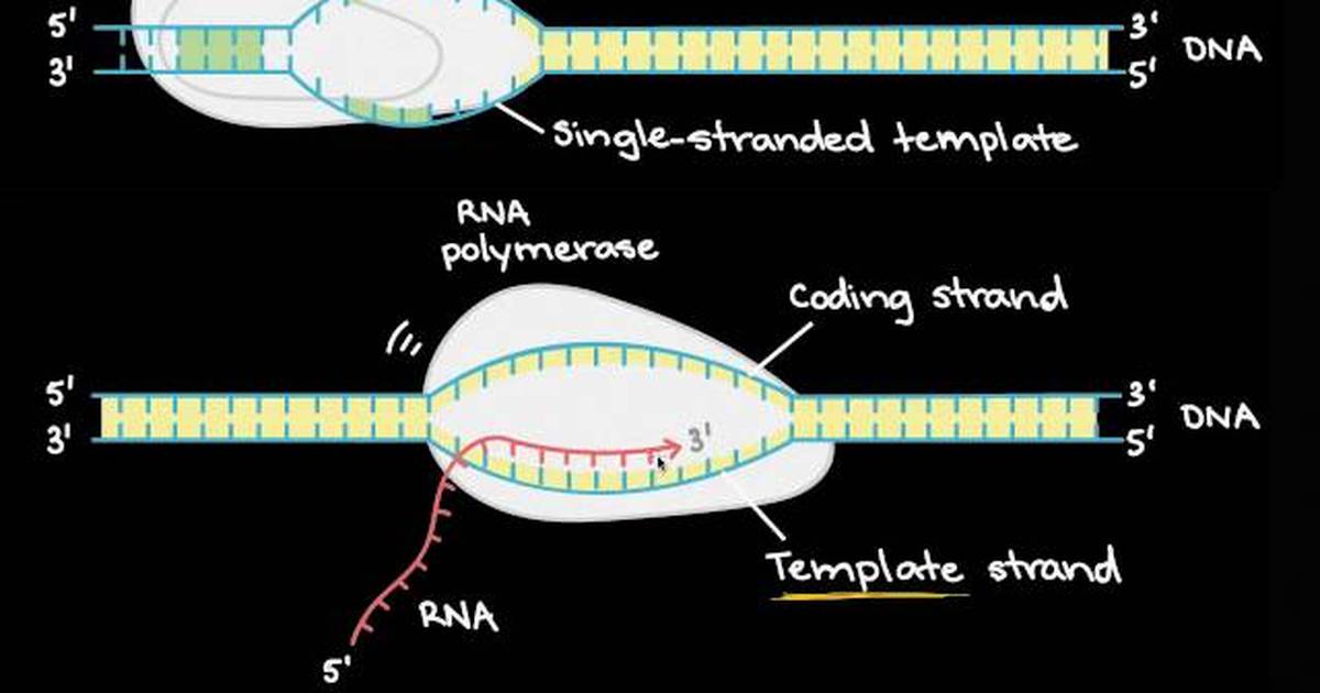 Transcription and mRNA Processing