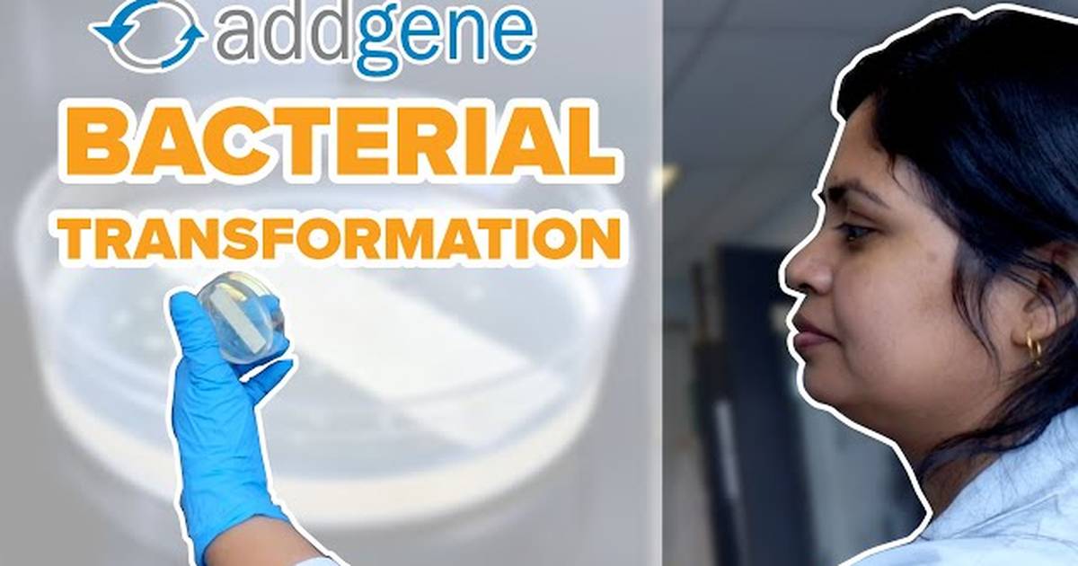 Bacterial Transformations