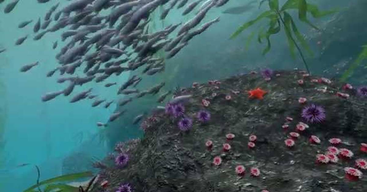 Take a Virtual Dive in a Kelp Forest