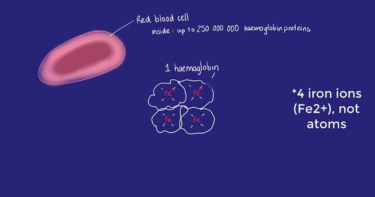Respiratory System - In the Alveoli
