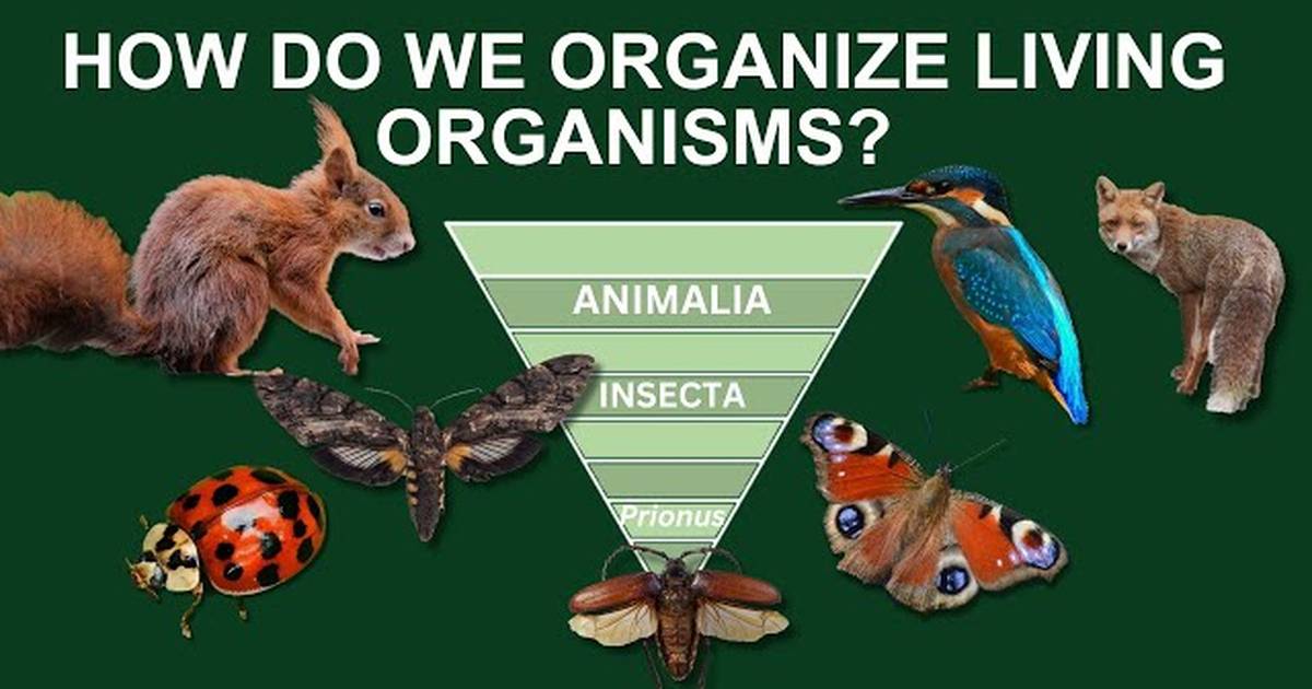 Learn Biological Classification: Taxonomic Hierarchy and its History