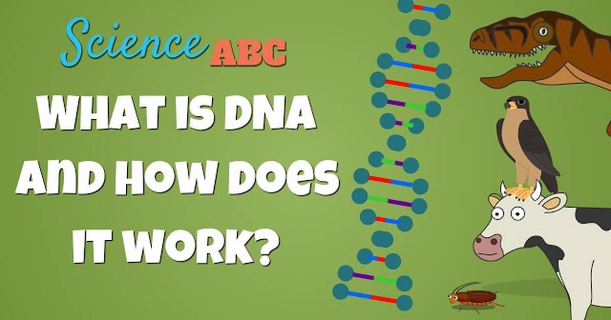 What is DNA and How Does it Work?