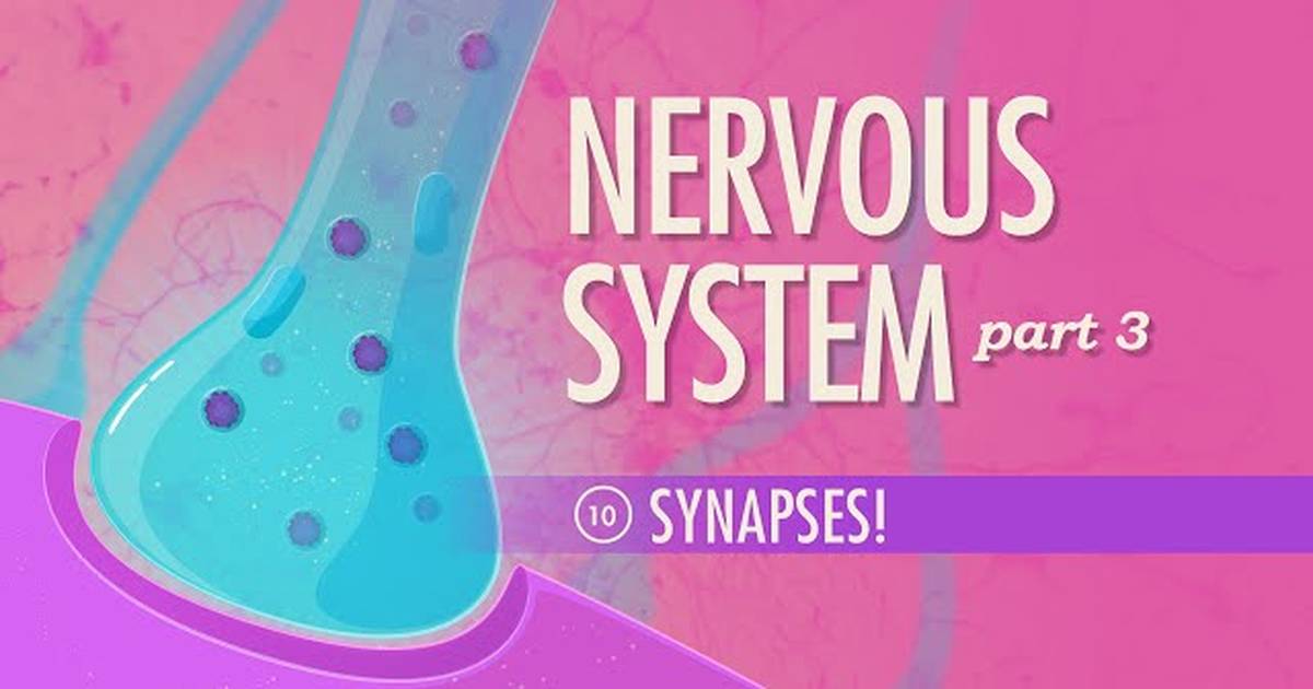The Nervous System - Synapses!