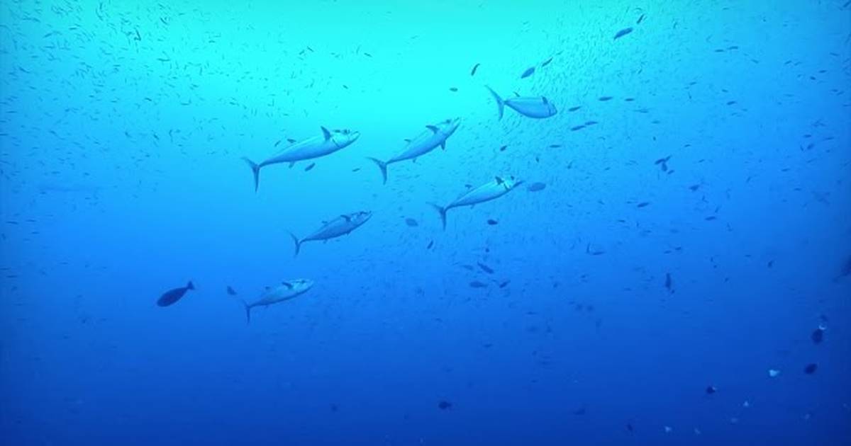 Healthy Oceans: Sustainable Seafood
