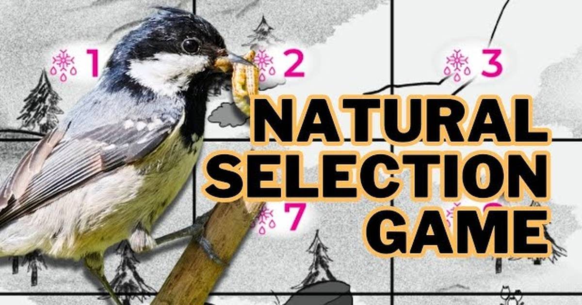 Foraging Frenzy: A Hands-on Natural Selection Memory Game