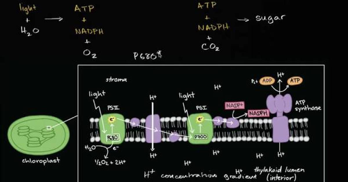 Conceptual Overview of Light Dependent Reactions