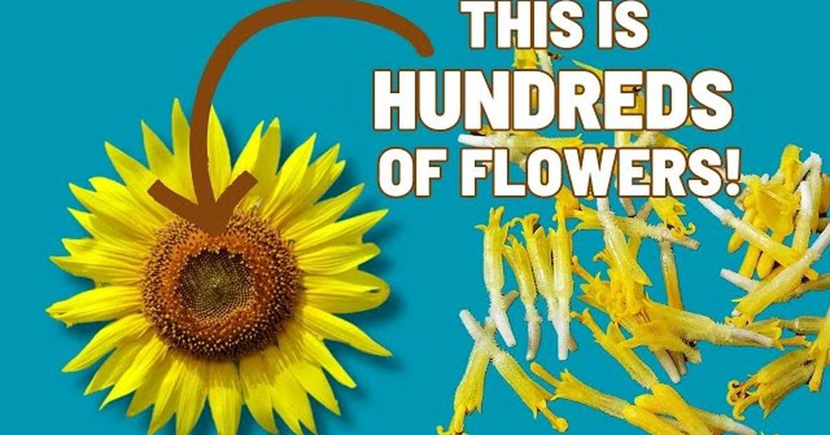 Learn To Identify Plants | Asteraceae (Sunflower Family)