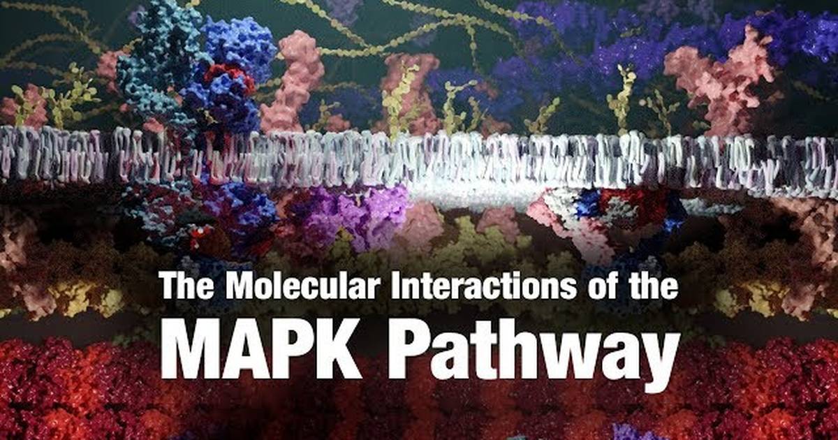 The Molecular Interactions of the MAPK Pathway