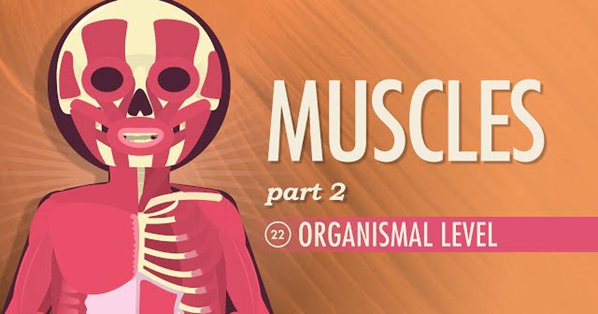 Muscles - Organismal Level