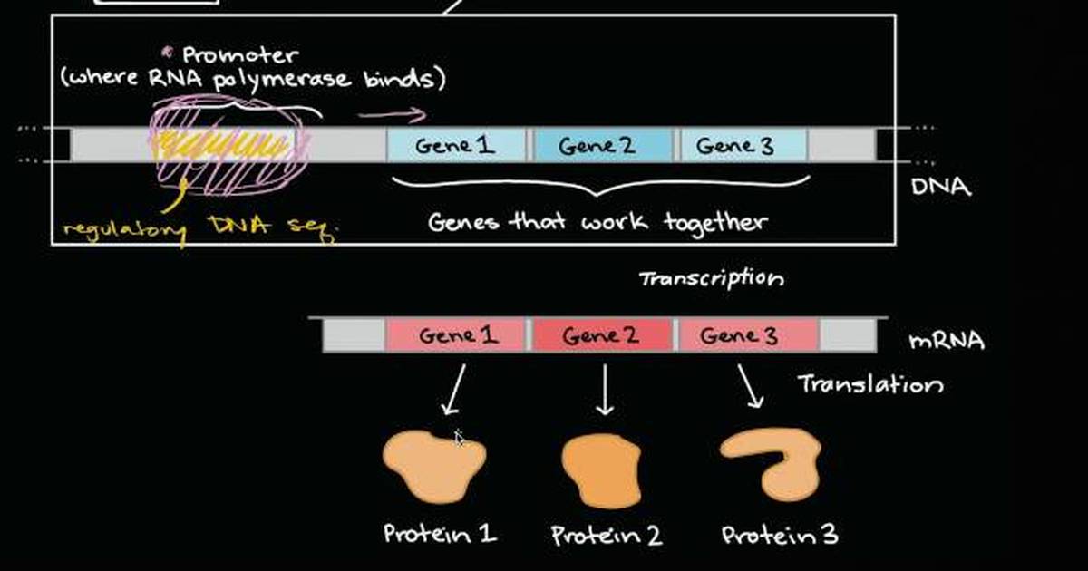 Operons and Gene Regulation in Bacteria
