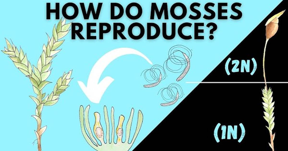 Learn How Mosses Reproduce: Bryophyta Life Cycle