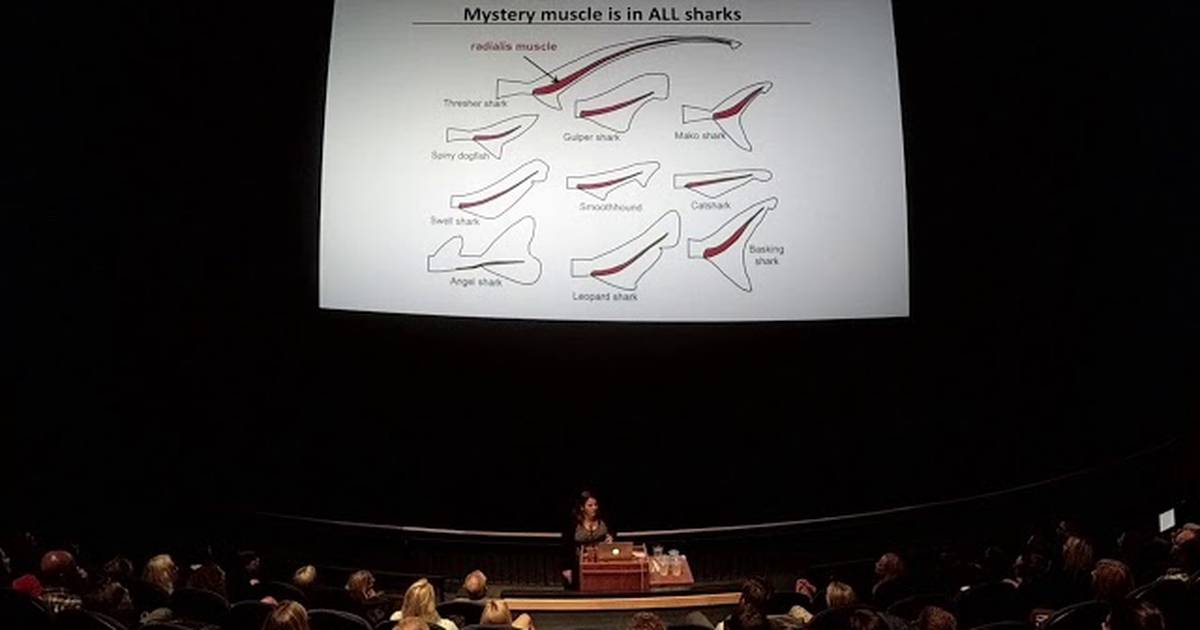 Fast Fishes: Sharks are Swimming Machines - Dr. Brooke Flammang, New Jersey Institute of Technology