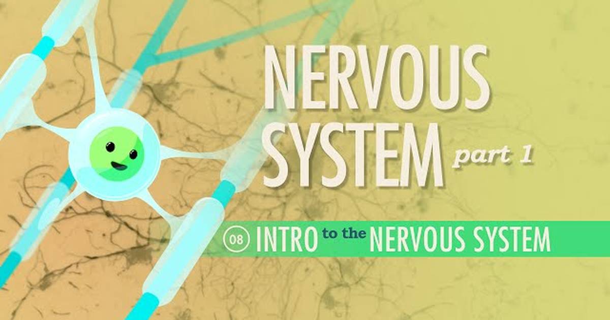The Nervous System - An Introduction