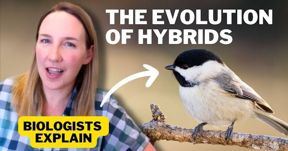 What Hybrid Birds Tell Us about Climate Change