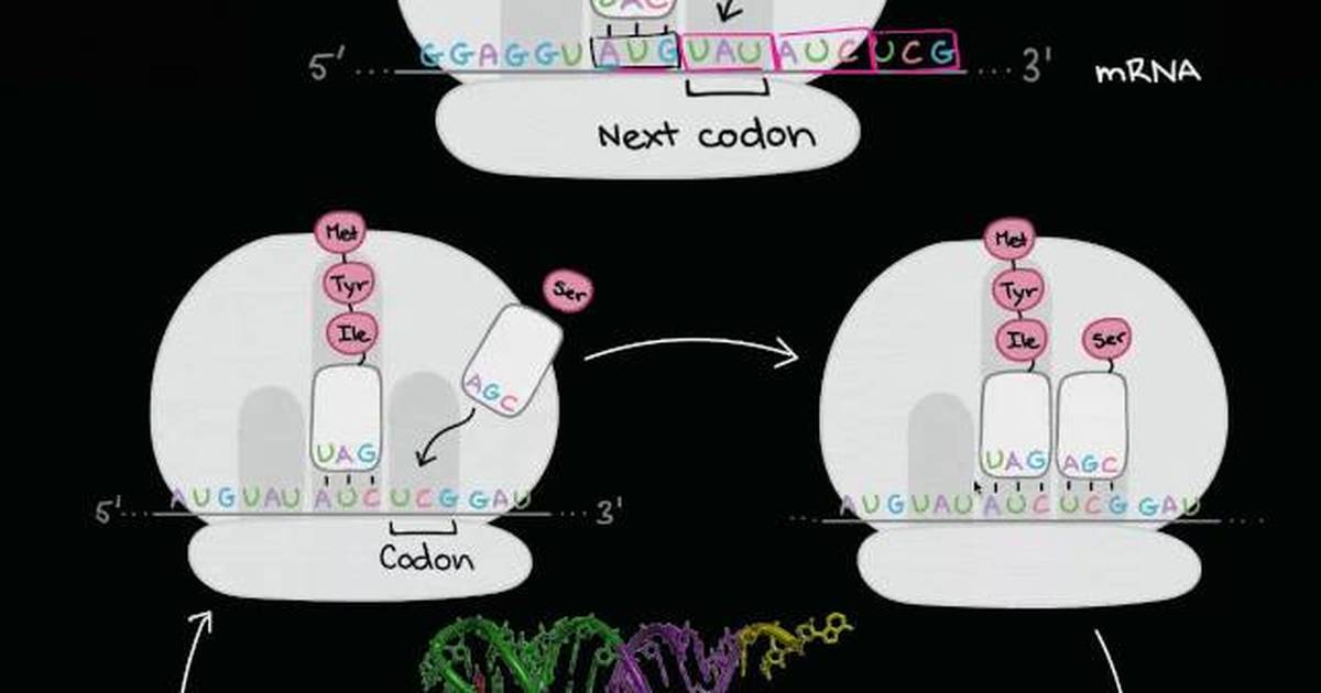 Translation (mRNA to Protein)