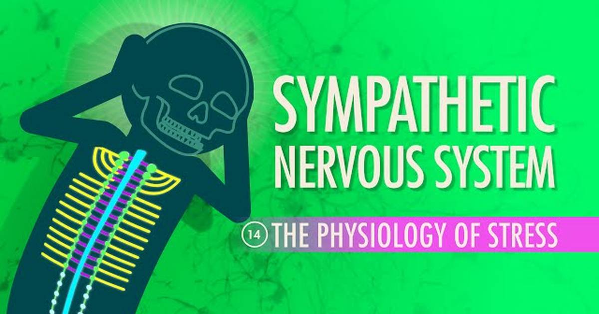 The Sympathetic Nervous System
