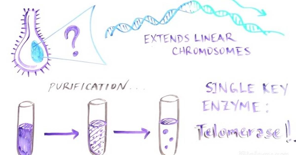 The Key to Chromosome Immortality: The Discovery of Telomerase