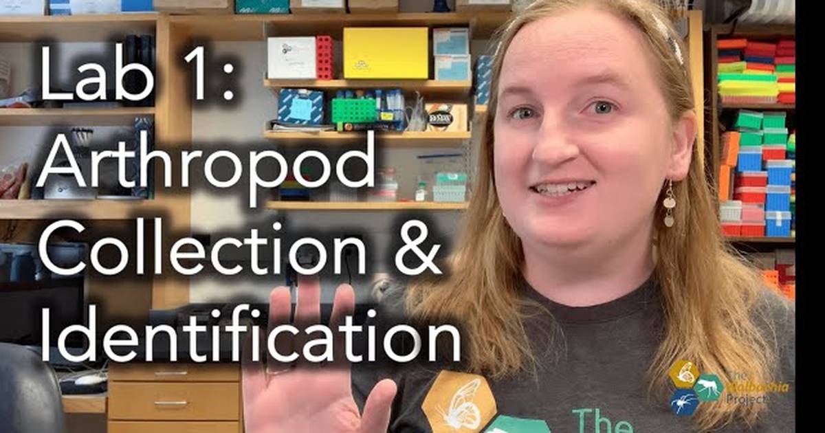 Arthropod Collection and Identification