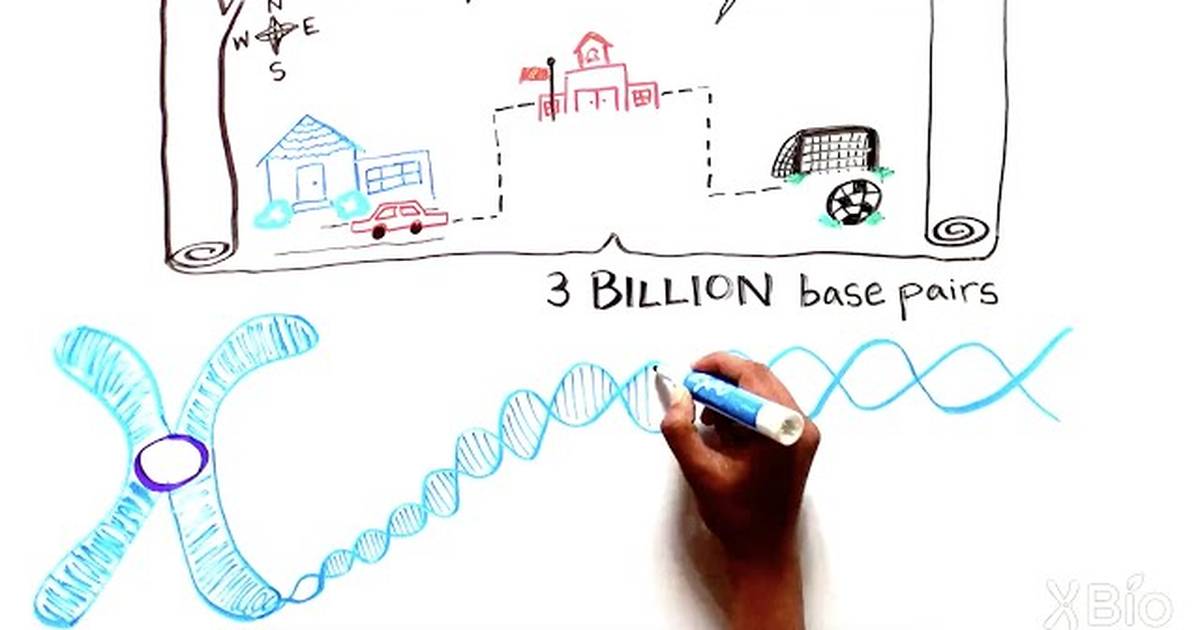 A Map to Guide You Through Your Genes: How Gene Linkage was Discovered