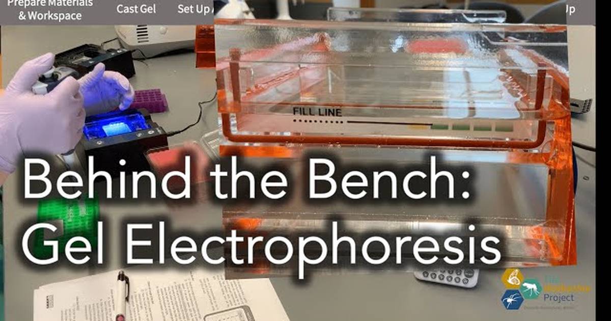 Behind the Bench: Gel Electrophoresis