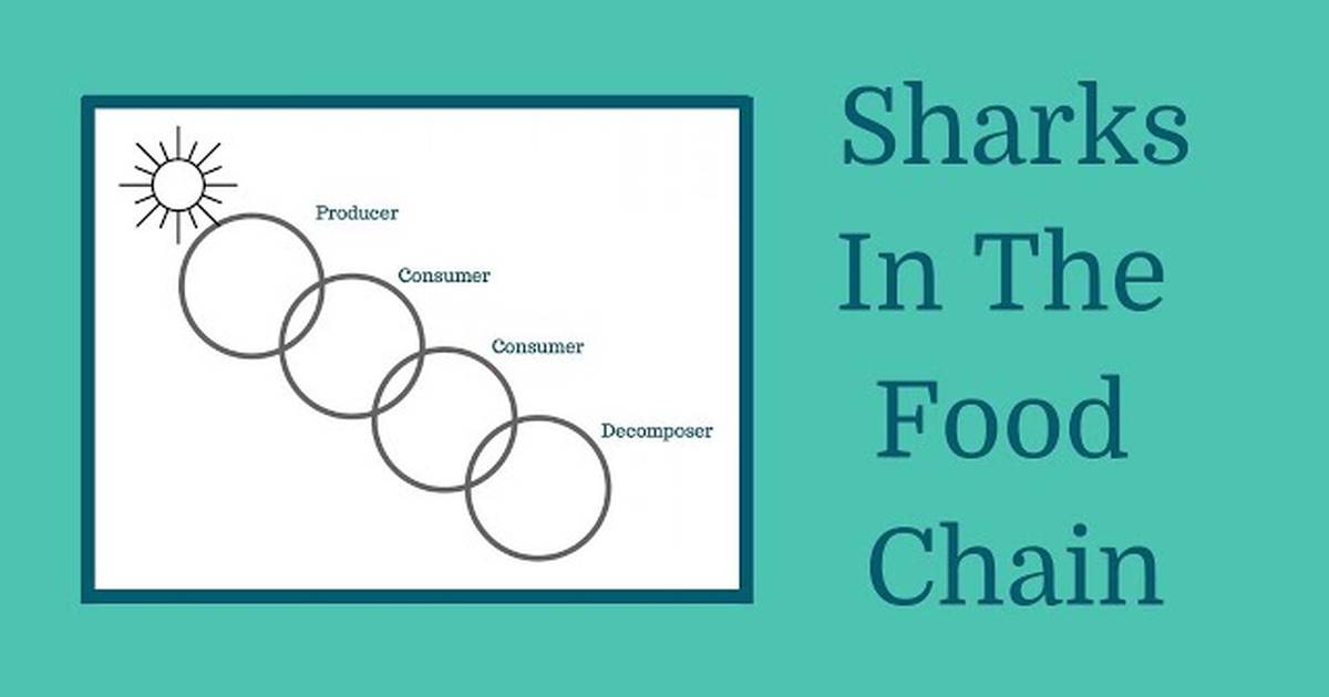 Food Chain Investigation