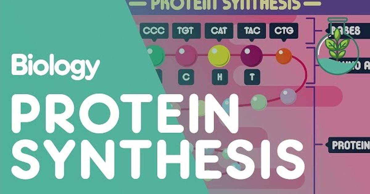 Protein Synthesis