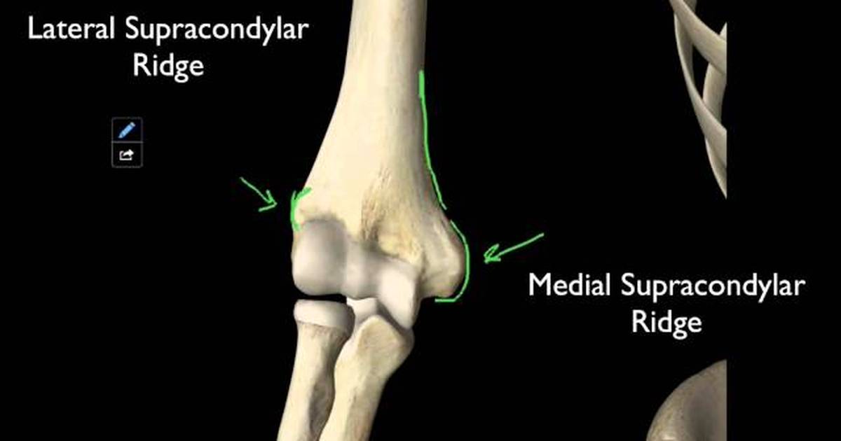 The Structures on the Distal Humerus
