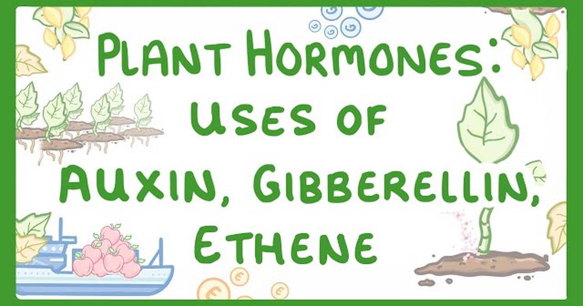 Plant Hormones - Uses of Auxin, Gibberellin and Ethene