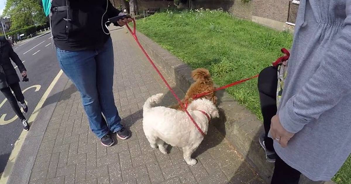 Do Dogs Really Love Us?