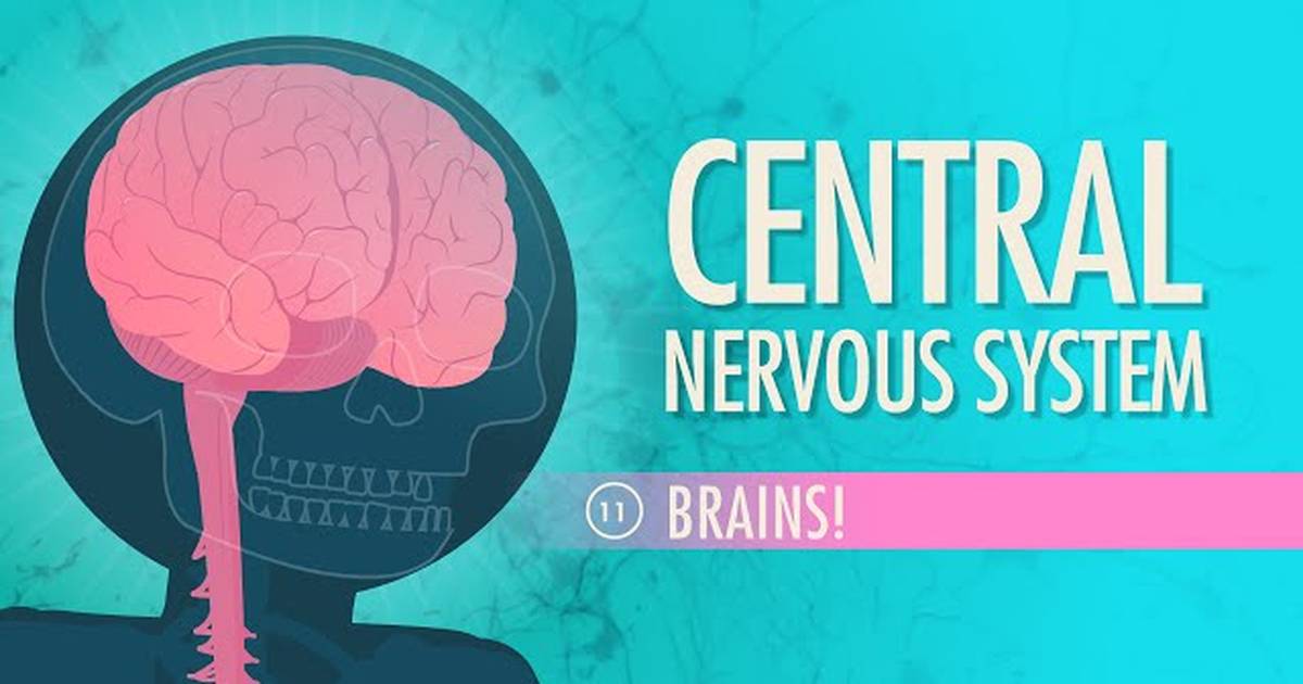 The Central Nervous System