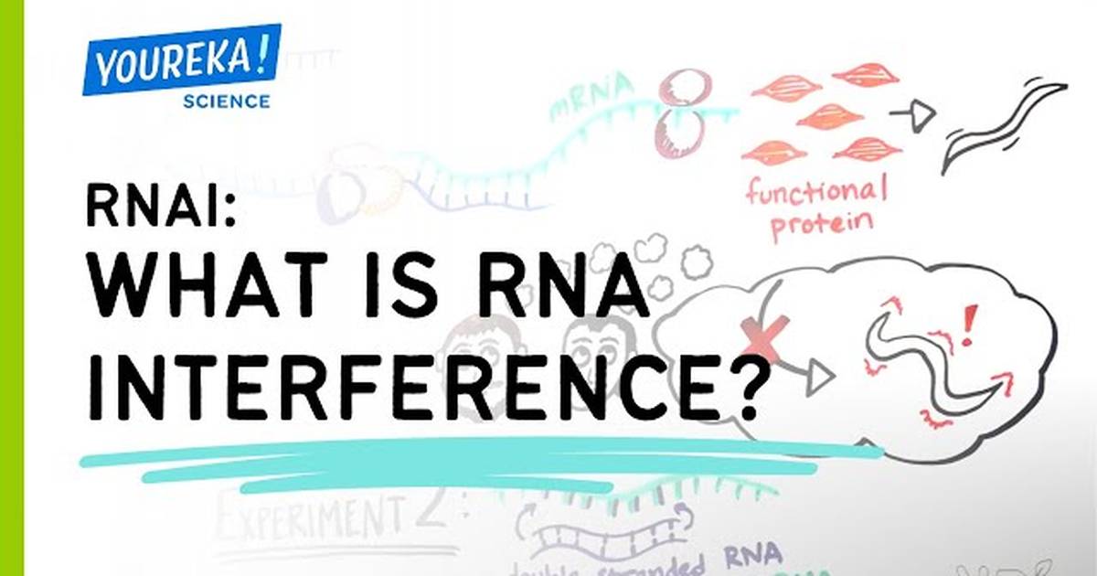RNAi: What is RNA Interference?