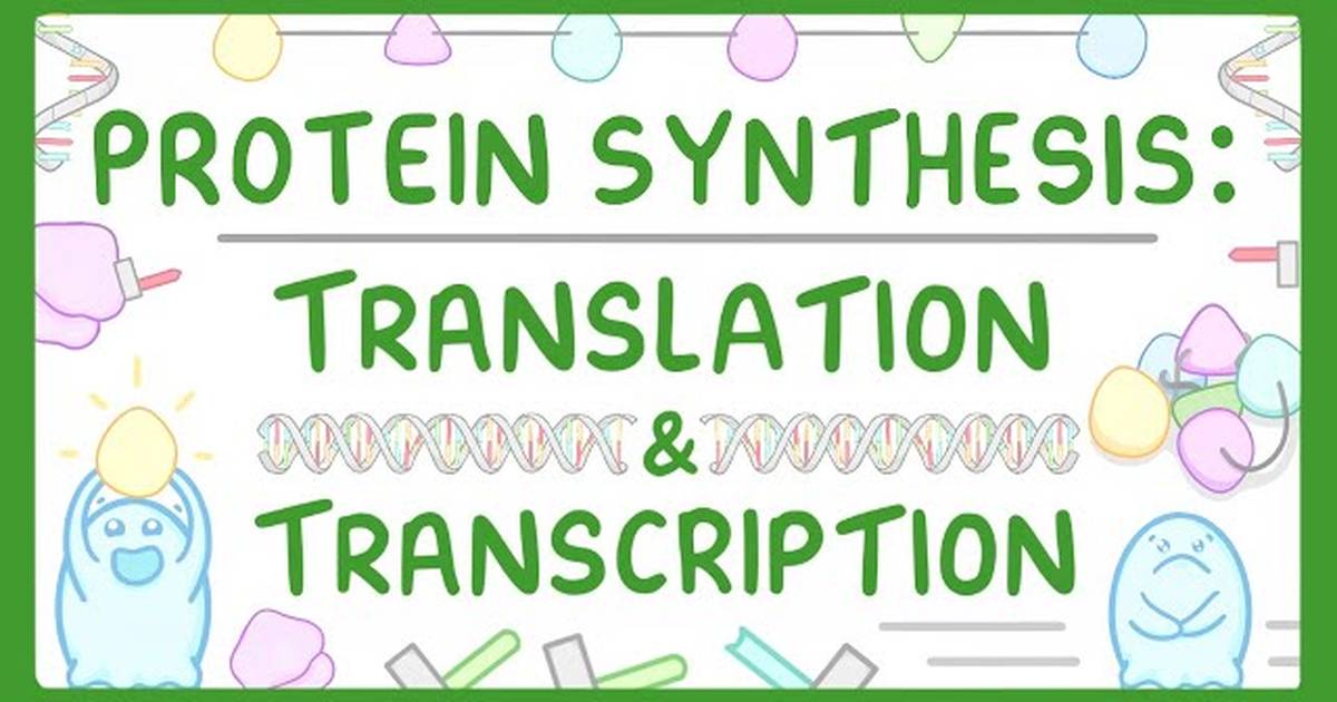 How are Proteins Made? - Transcription and Translation Explained